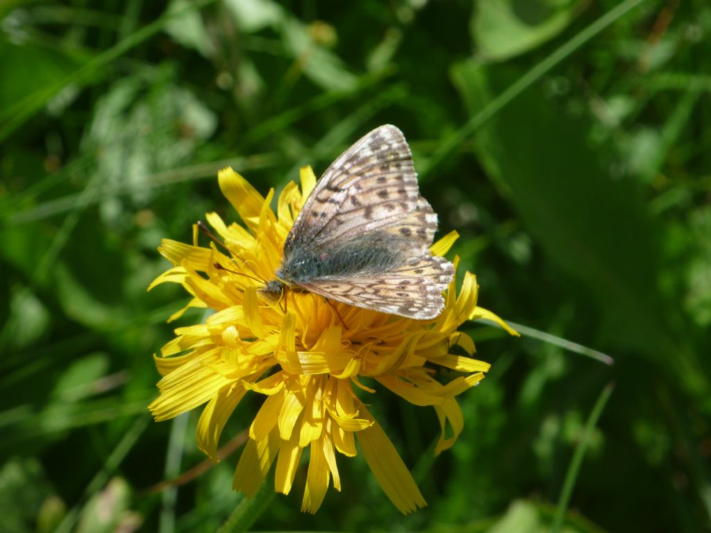 Aiuto ID: Boloria napaea - Nymphalidae